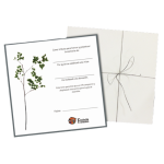 Bono Plata - Fundacion Formemos con bonsai