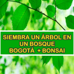 Arbol en Bogotá + Mini Bonsai