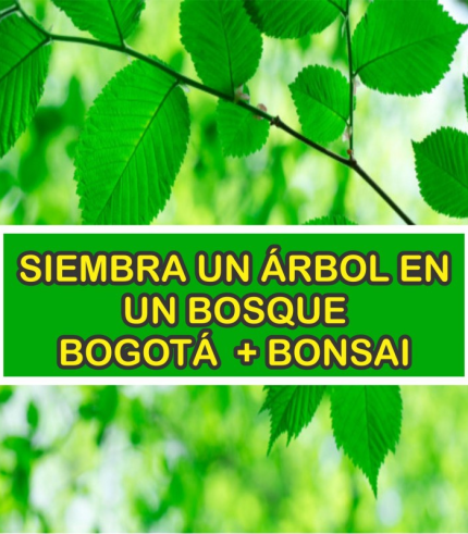 Arbol en Bogotá + Mini Bonsai