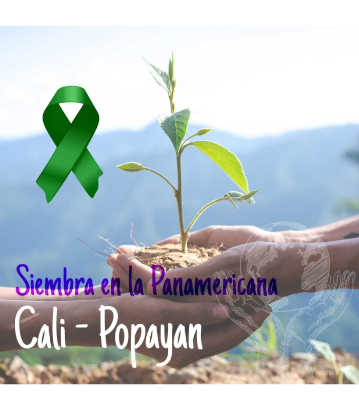 Siembra en Cali y Popayan Siembra en Cali y Popayan - Imagen 1