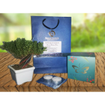 Sufragio Mariposa + Bonsai