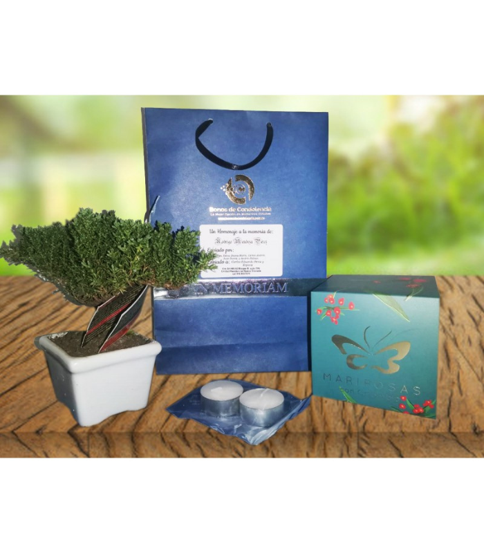 Sufragio Mariposa + Bonsai Sufragio Mariposa + Bonsai - Imagen 1