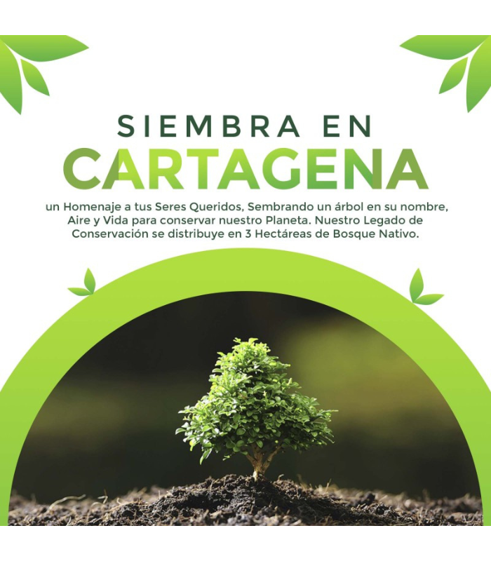 Un Árbol cerca al Mar Un Árbol cerca al Mar - Imagen 1